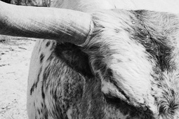 longhorn steer